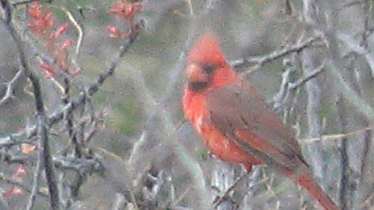 Red cardinal perched in gray branches with red buds in Cabo Pulmo, Baja California Sur, Mexico, facing slightly toward the camera with no visible people.