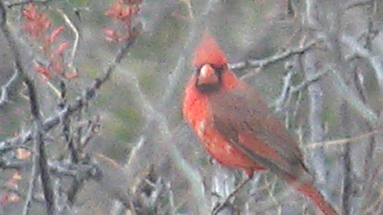 Red cardinal on a thin branch in Cabo Pulmo, Baja California Sur, Mexico, looking more directly forward through layered brush with no visible people.
