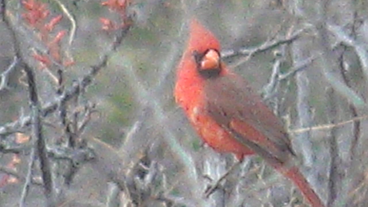 Red cardinal in Cabo Pulmo, Baja California Sur, Mexico, turned slightly to the right while perched amid gray brush and red buds, with no visible people.