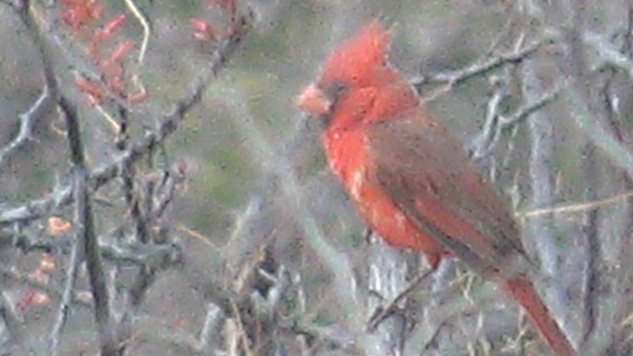 Red cardinal perched in Cabo Pulmo, Baja California Sur, Mexico, with its head turned left and body angled through foreground brush, no visible people.