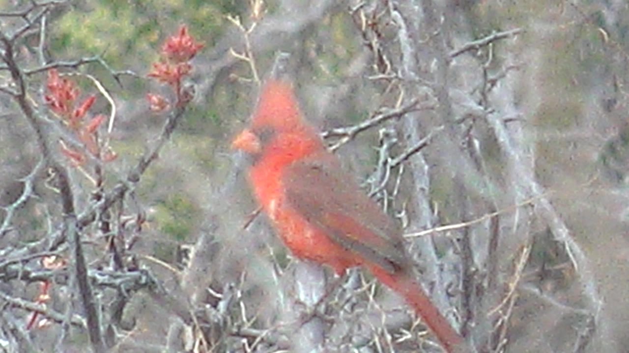 A red cardinal perches side-on among bare branches and red buds in Cabo Pulmo, Baja California Sur, with no visible people.