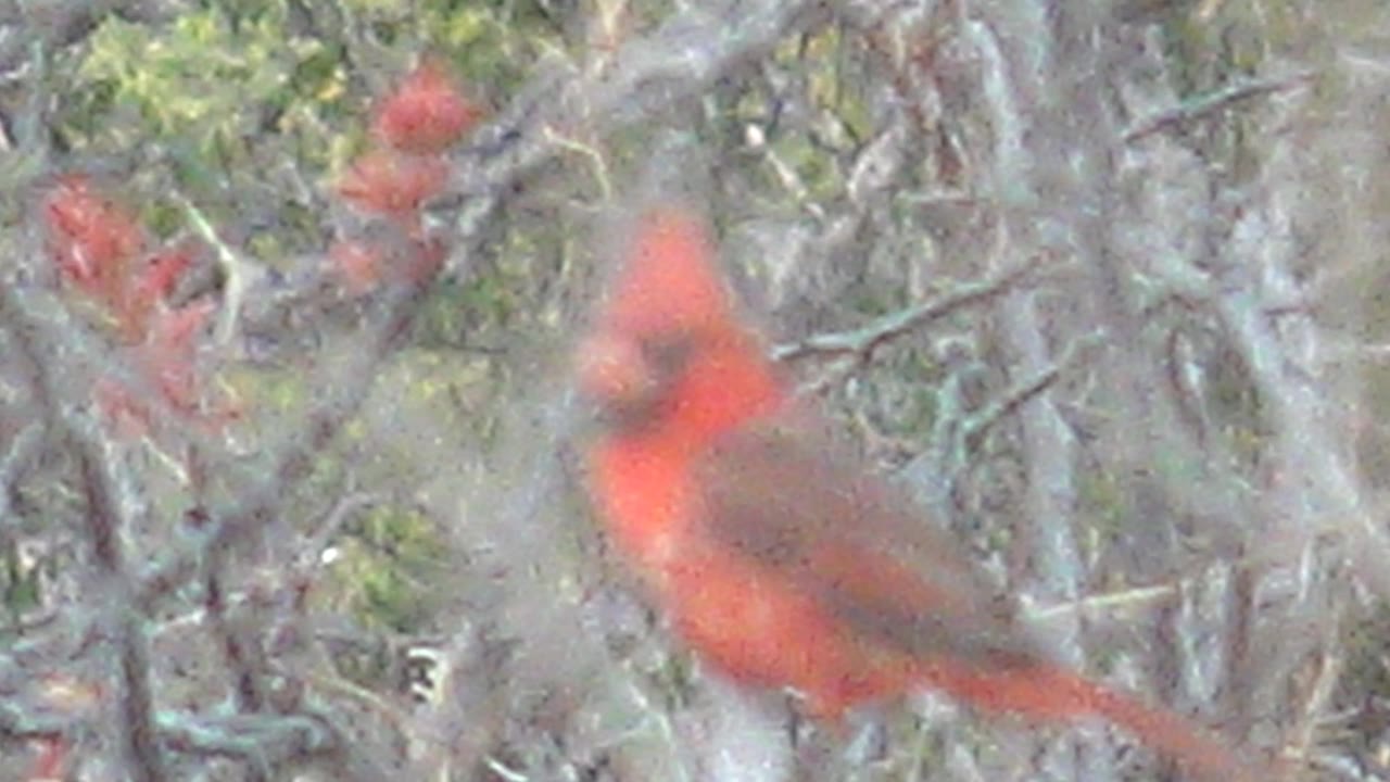 The cardinal remains perched in Cabo Pulmo, partly screened by pale foreground twigs and surrounded by red buds, with no visible people.