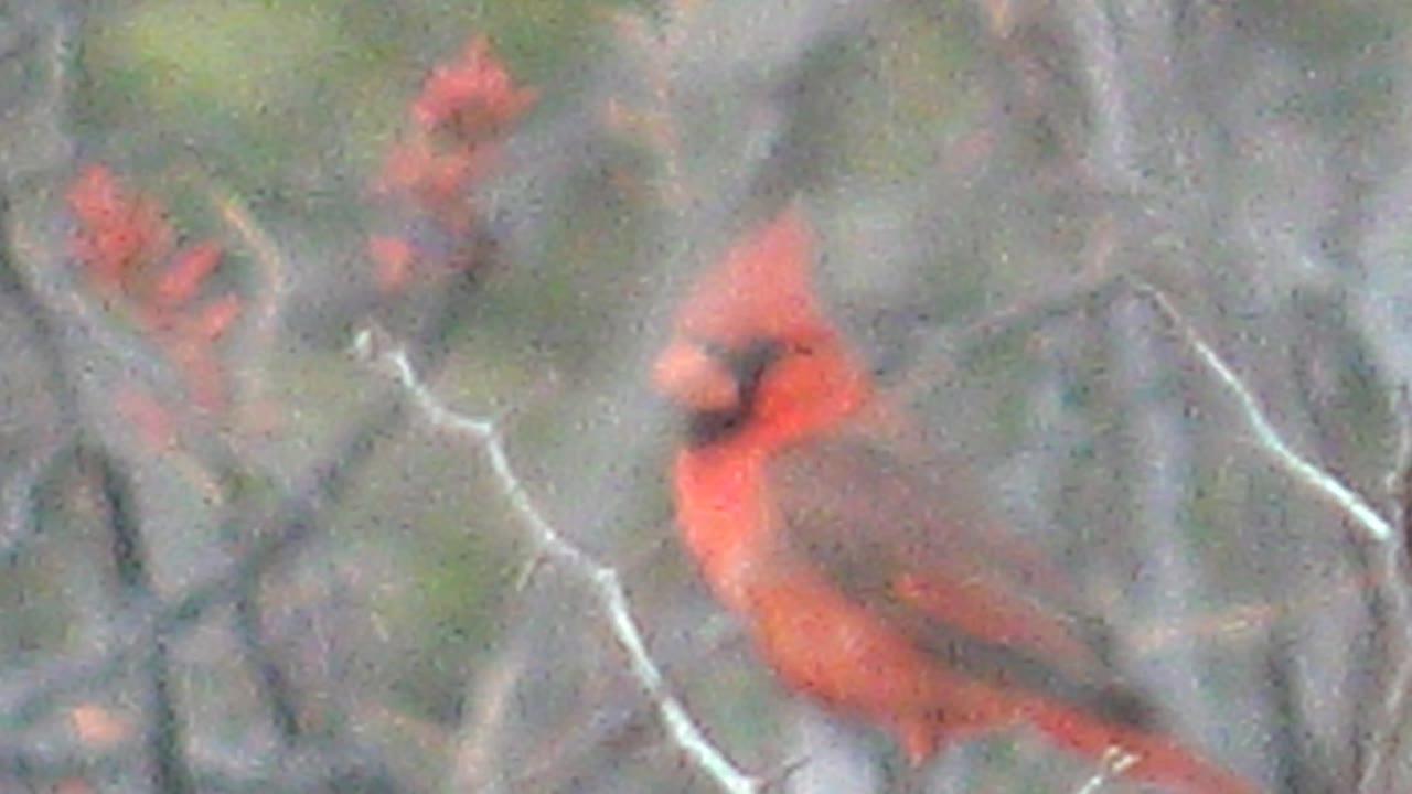 A red cardinal faces more toward the camera in Cabo Pulmo, its dark face patch visible through gray branches and red buds, with no visible people.