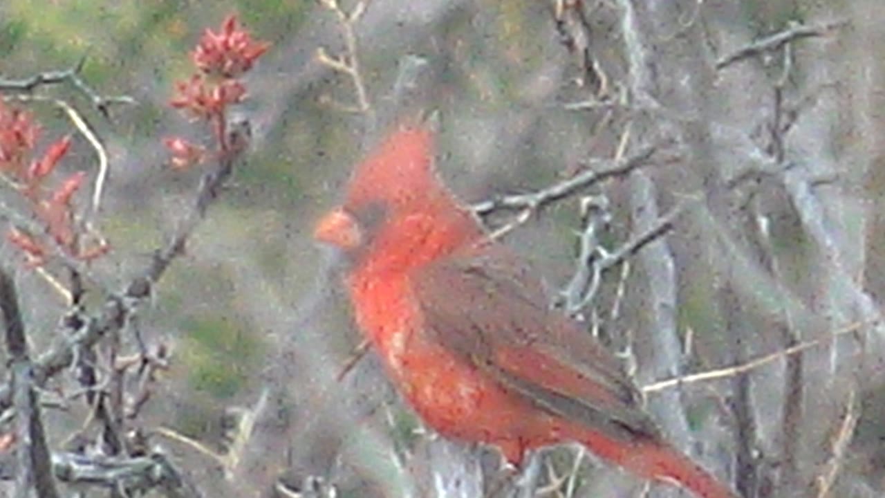 Cardinal perched lower in frame among bare brush.