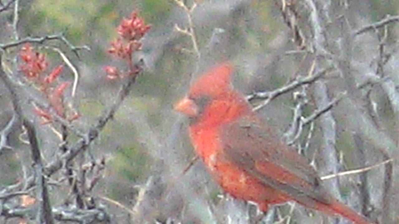 A red cardinal faces left on a thorny branch in Cabo Pulmo, Baja California Sur, with red buds and soft green-brown foliage behind it and no visible people.