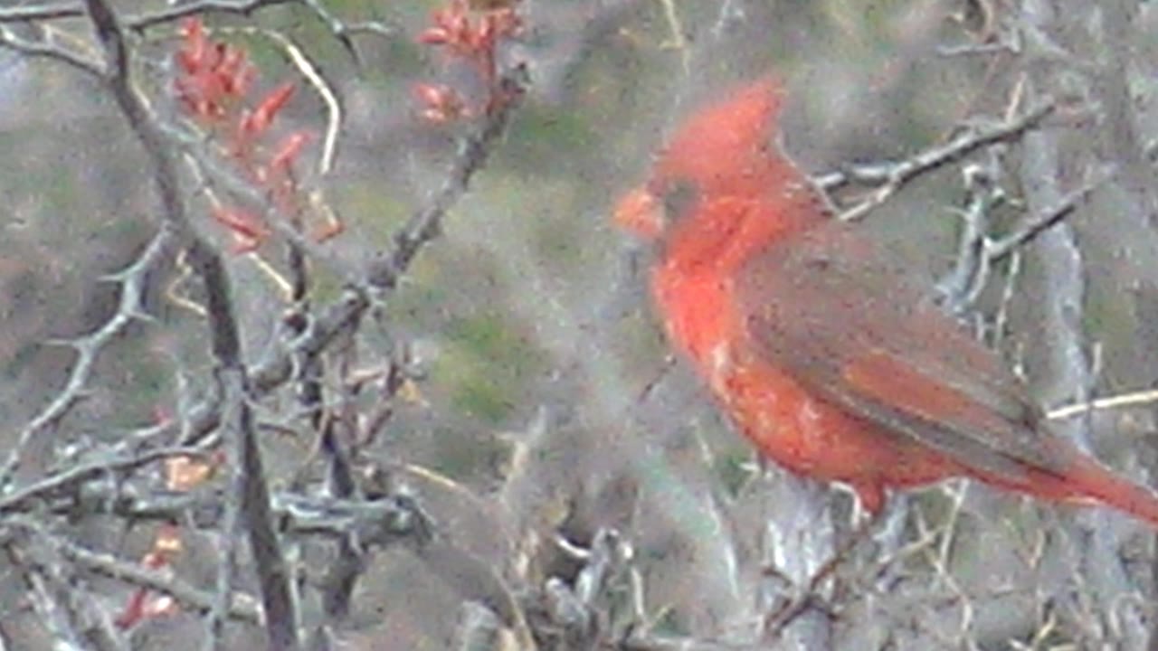 A red cardinal sits among bare twigs in Cabo Pulmo, Baja California Sur, with red buds near the branch line and muted foliage behind, with no visible people.