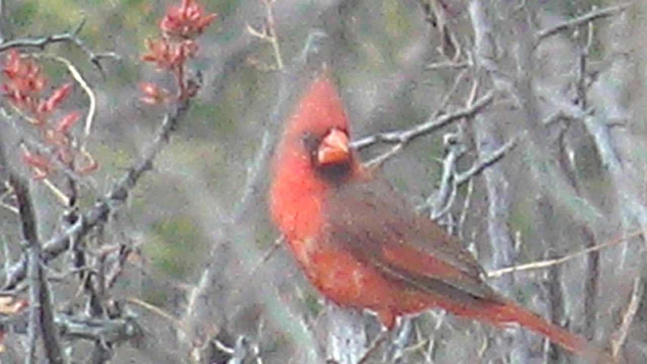 Red cardinal faces the camera from a bare branch in Cabo Pulmo, Baja California Sur, with red buds behind it and no visible people.