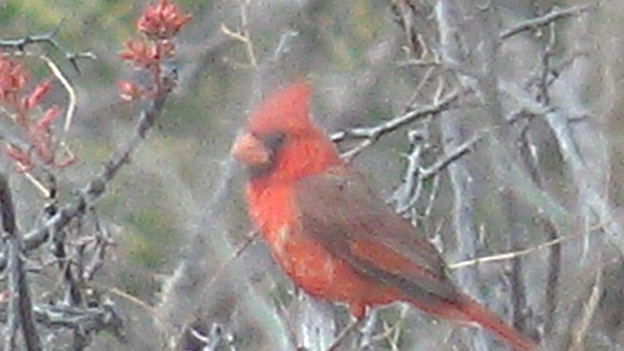 Red cardinal turns into a side profile on a branch in Cabo Pulmo, Baja California Sur, with its crest raised and no visible people.
