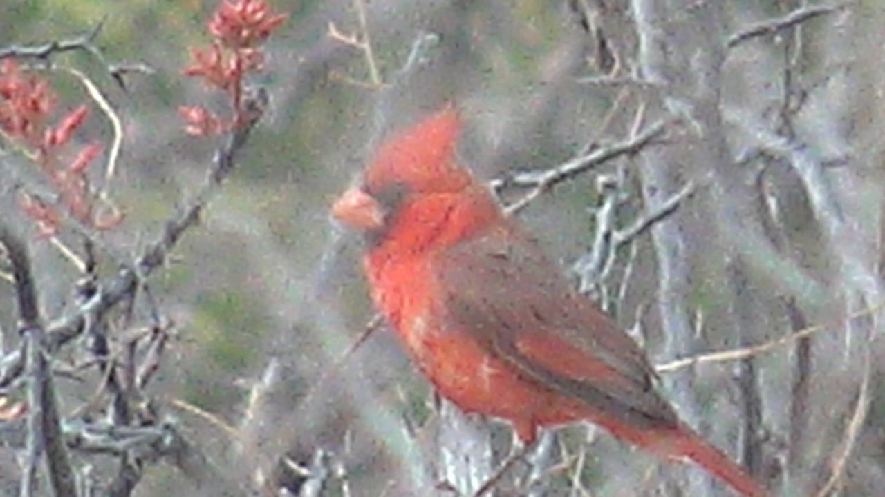 Red cardinal looks to the right among thin bare branches in Cabo Pulmo, Baja California Sur, with red buds near the top of frame and no visible people.