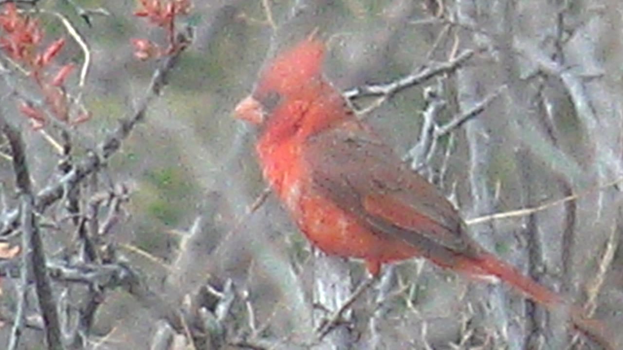 Cardinal perched with beak partly open on branches.