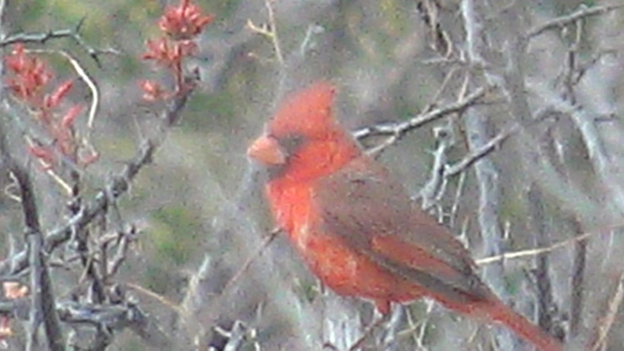 Red cardinal perched on bare branches with red flowers nearby.
