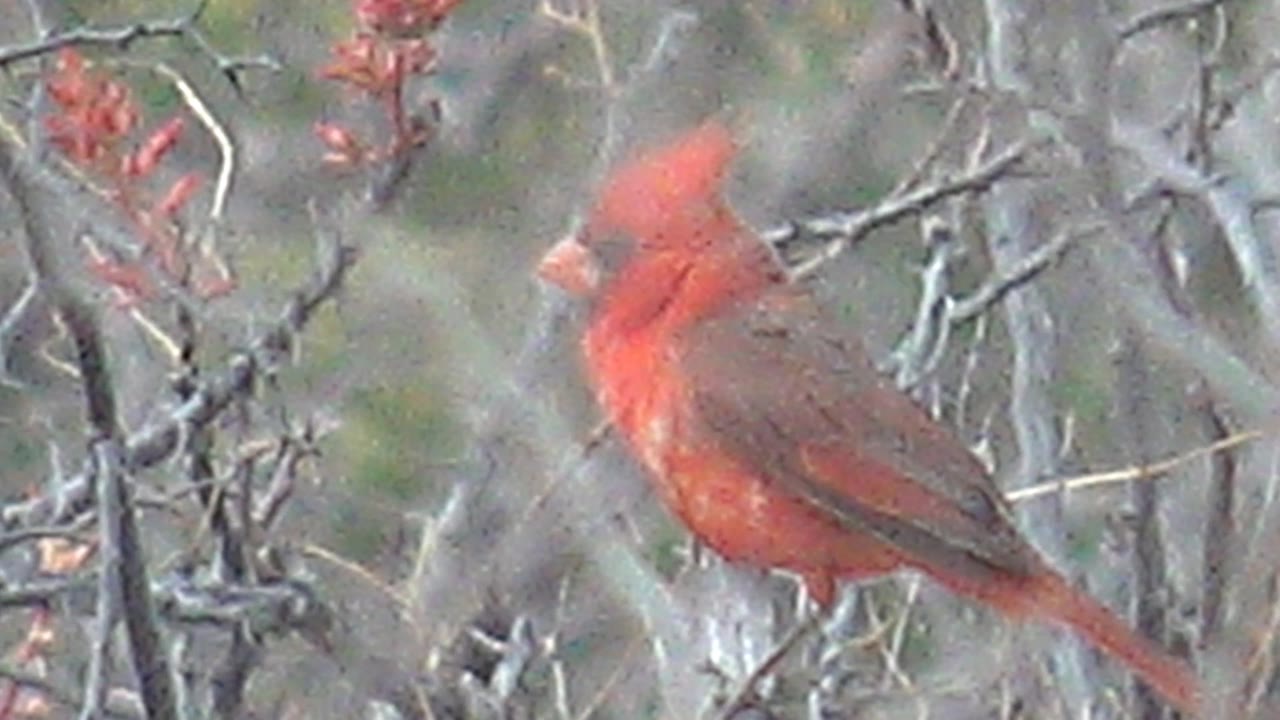 The cardinal turns more sideways on the branch in Cabo Pulmo, Baja California Sur, framed by gray twigs and red flowers, with no visible people.
