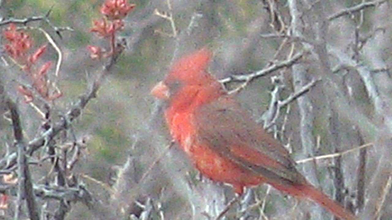 A red cardinal holds a left-facing pose in Cabo Pulmo, Baja California Sur, with bare branches layered behind its body and no visible people.