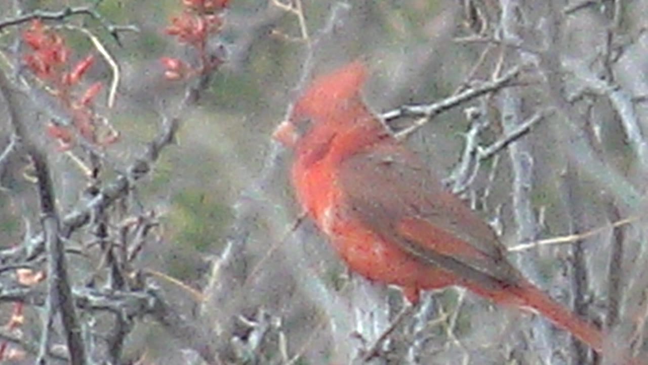 The cardinal appears slightly lower and angled left in Cabo Pulmo, Baja California Sur, surrounded by dry branch lines and red blossoms, with no visible people.