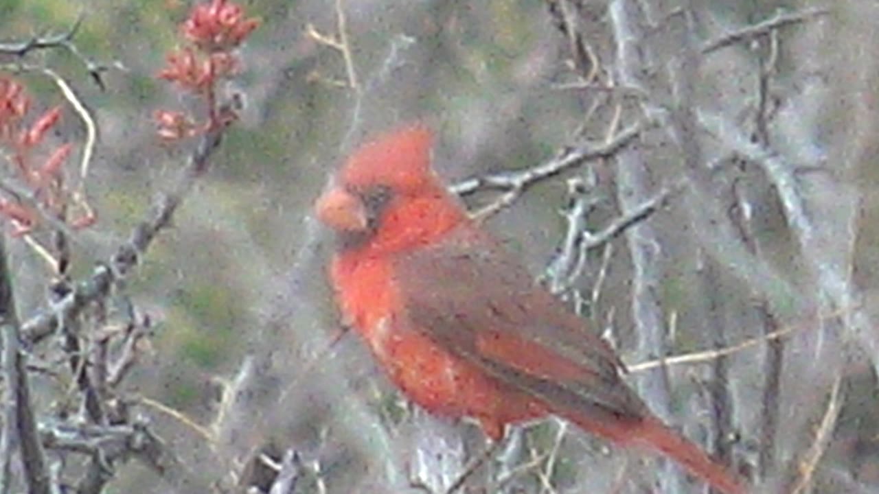 Red cardinal perched near the left side of a branch cluster in Cabo Pulmo, Baja California Sur, with red buds above and no visible people.