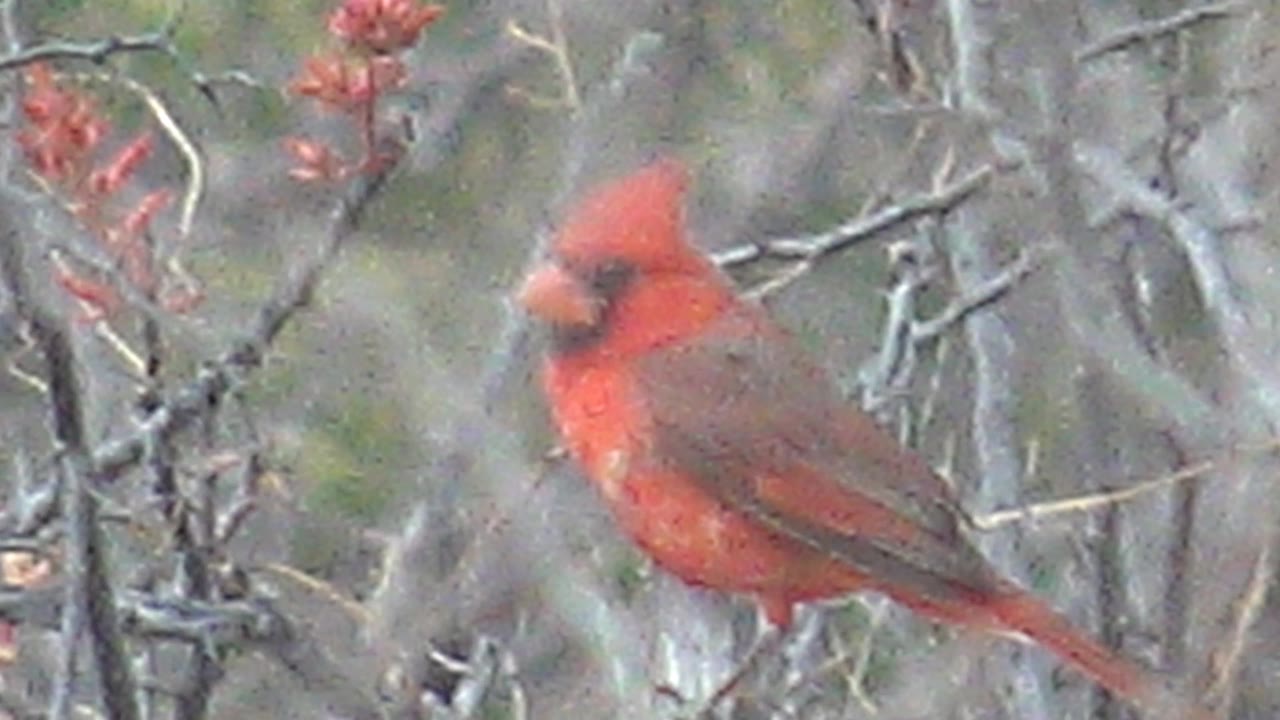 Red cardinal remains perched in Cabo Pulmo, Baja California Sur, with its tail extending right through a lattice of bare branches and no visible people.