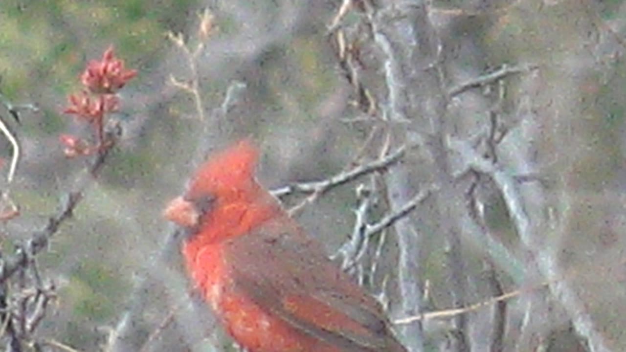 A red cardinal faces left while perched among gray branches and red buds in Cabo Pulmo, Baja California Sur, with no visible people.