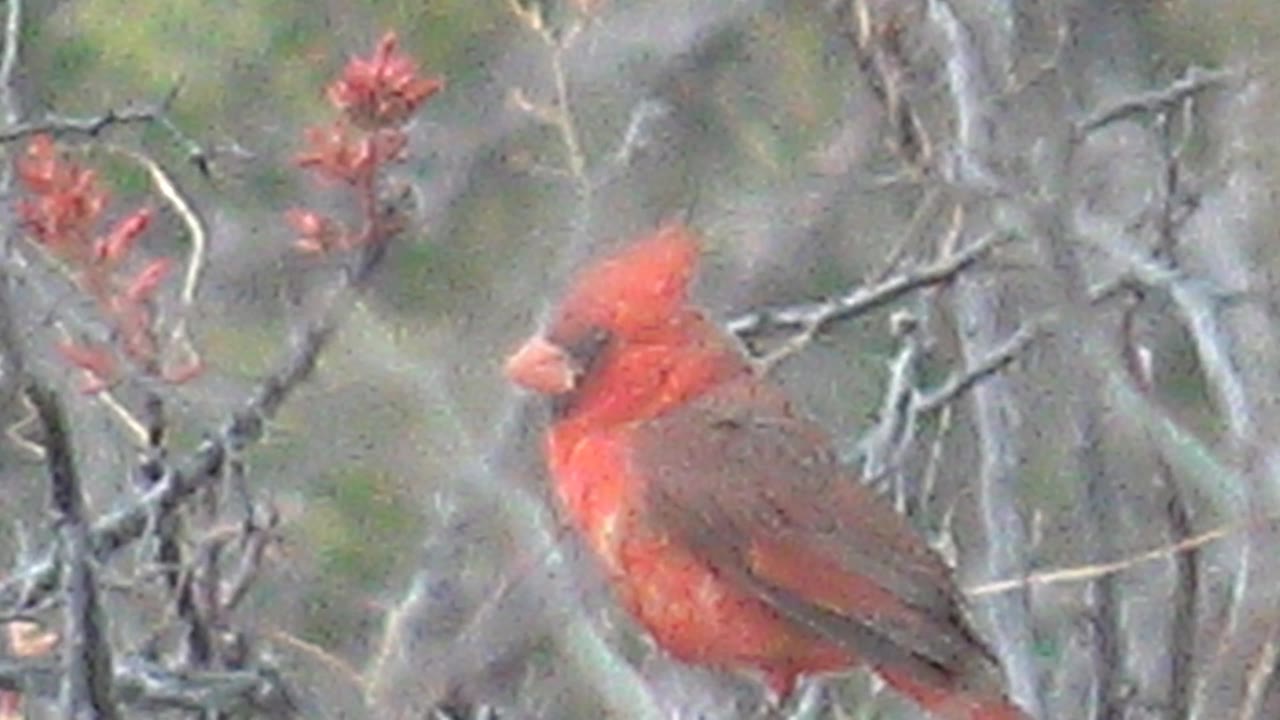 Red cardinal in profile among bare twigs and red buds.