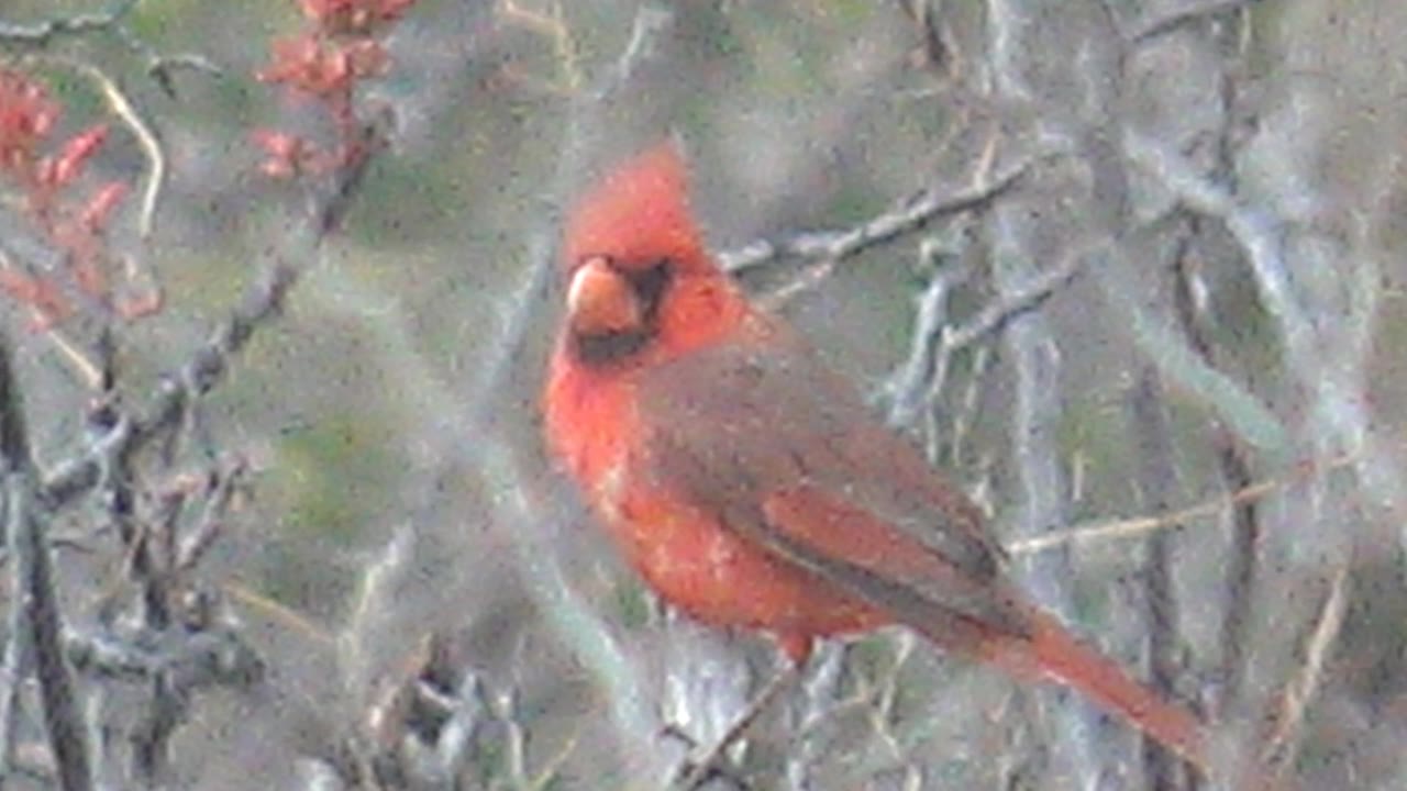 A red cardinal turns more toward the camera from its branch in Cabo Pulmo, framed by tangled gray twigs and no visible people.