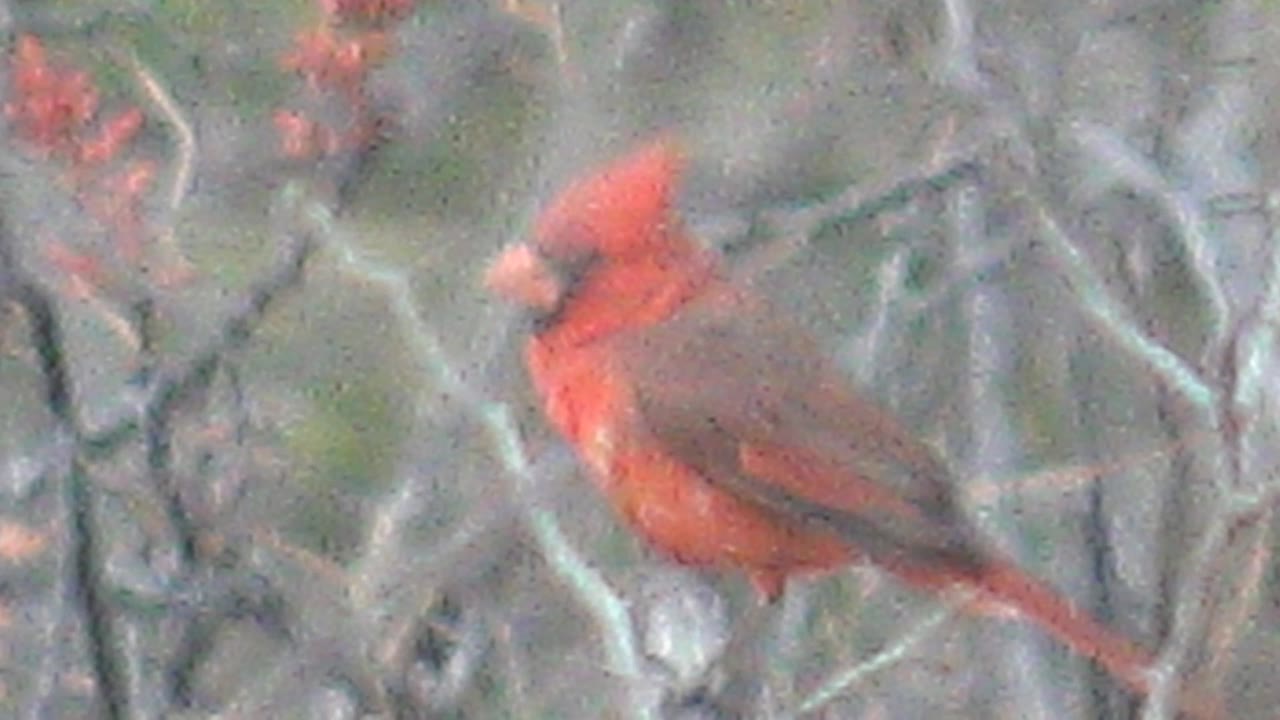 A red cardinal sits left-facing on a branch in Cabo Pulmo, Baja California Sur, with gray winter twigs and red buds around it and no visible people.