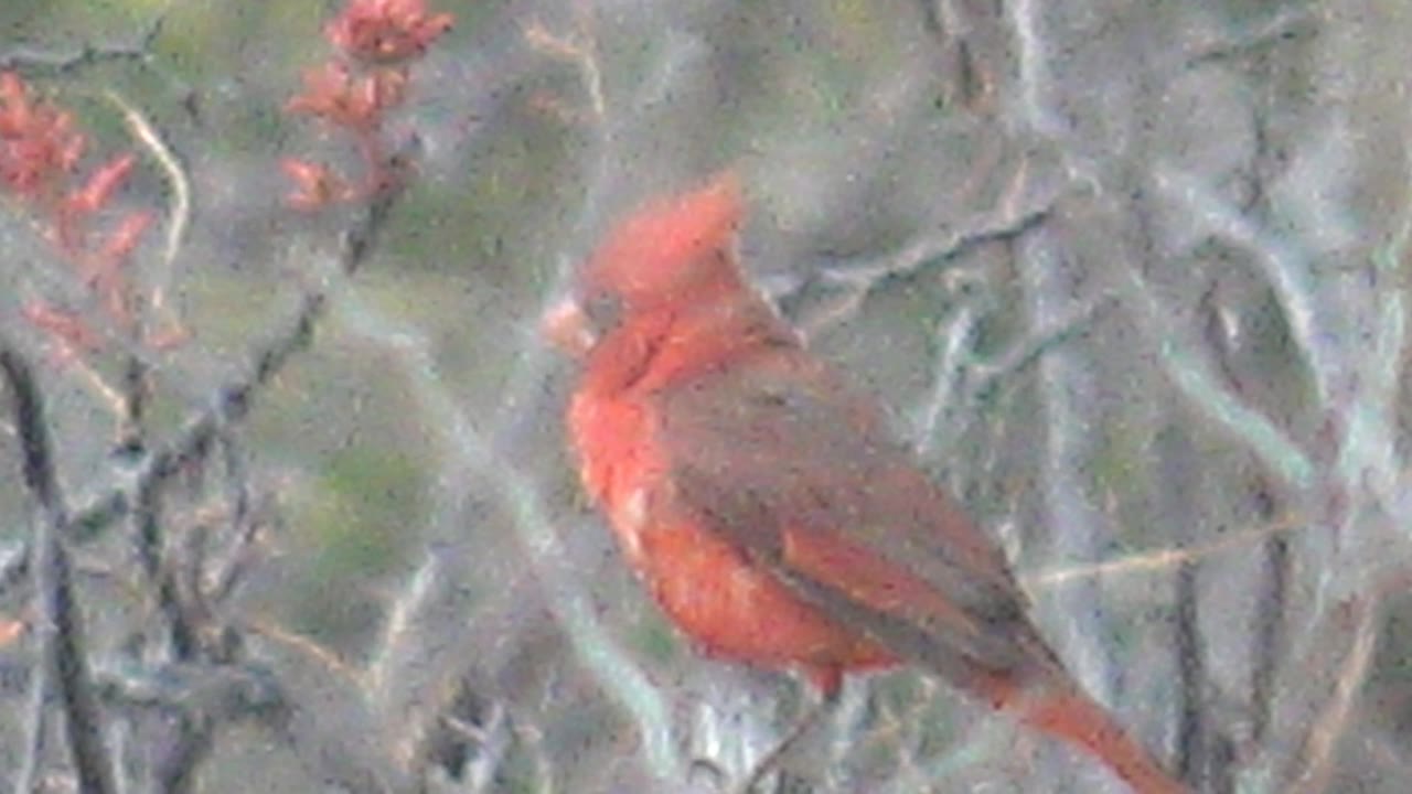 Red cardinal perched in profile with its crest raised among branches.