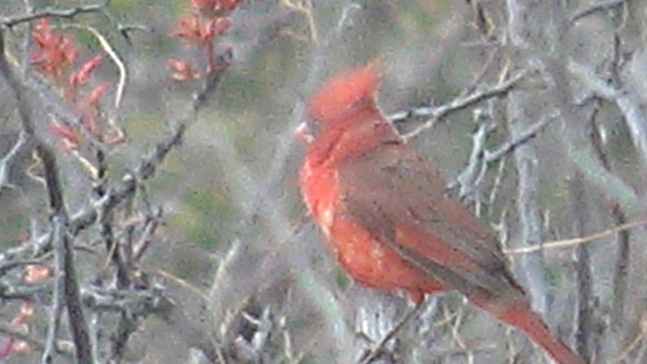 A red cardinal turns slightly while perched among bare branches in Cabo Pulmo, with muted foliage behind it and no visible people.