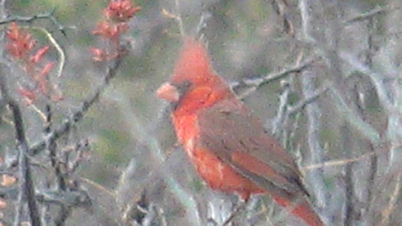 At 0:00, a red cardinal perches in profile among gray branches in Cabo Pulmo, Baja California Sur, with red foliage above and no visible people.