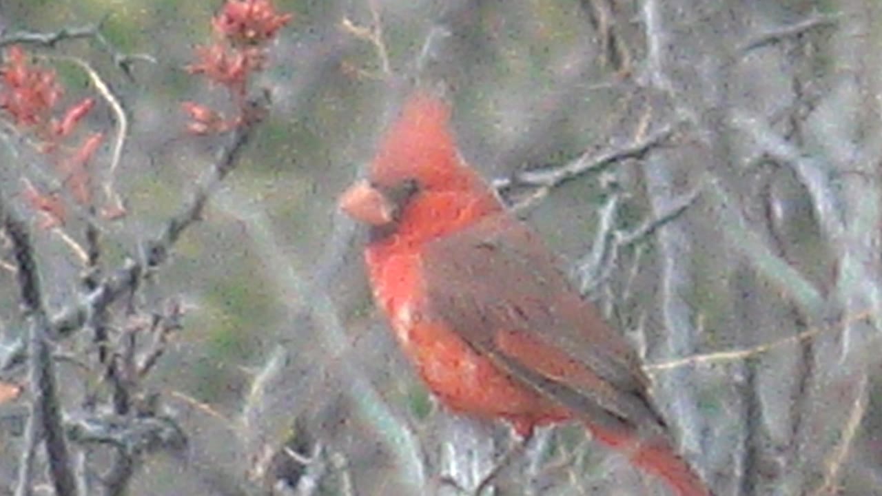 At 0:01, the red cardinal remains perched facing left in Cabo Pulmo, Baja California Sur, framed by bare twigs and soft green-brown background blur with no visible people.