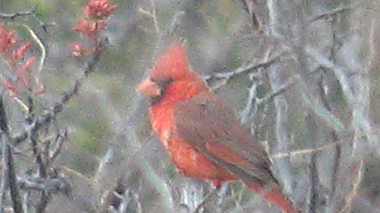 At 0:02, the red cardinal is still perched in Cabo Pulmo, Baja California Sur, with its crest visible, red foliage near the top of frame, and no visible people.