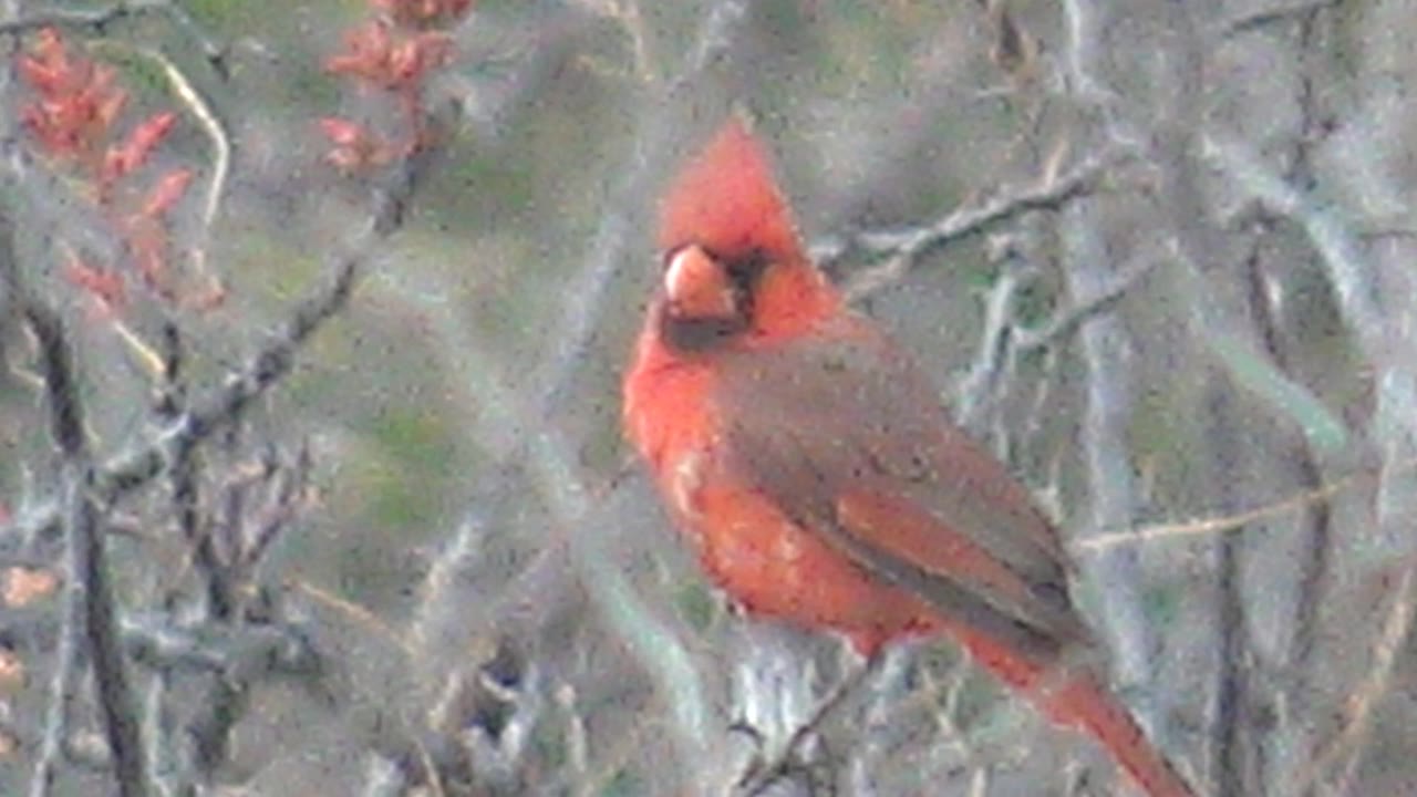 Red cardinal turned more toward camera