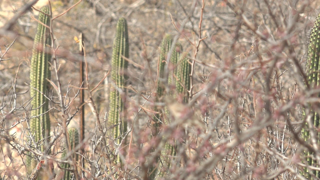 Small bird partly hidden in desert brush with cacti behind it