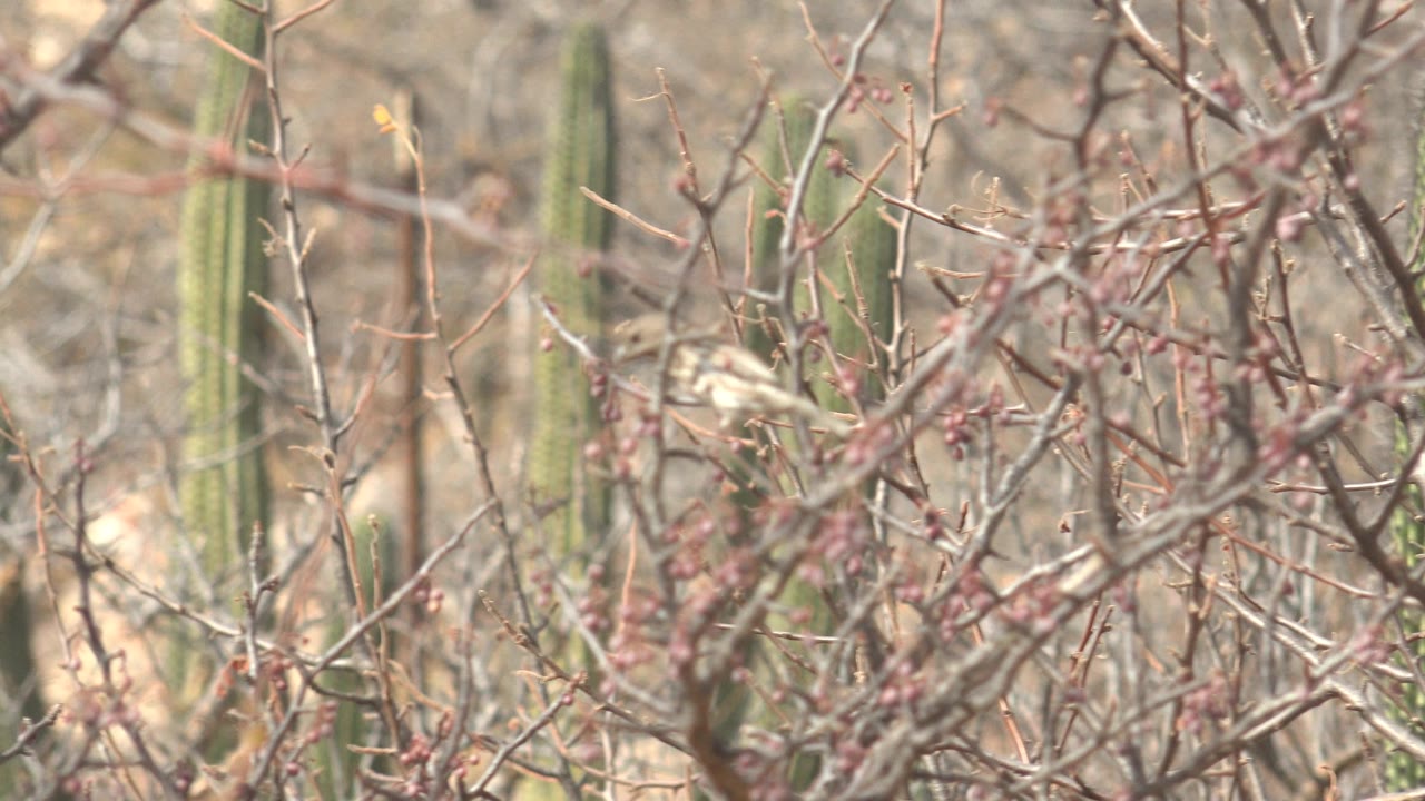 Dry Cabo Pulmo bush branches with red berries fill the frame while the small bird is mostly concealed among the twigs, with soft green cacti behind and no visible people.