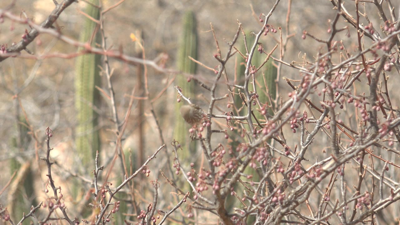A small brown bird appears deeper in the Cabo Pulmo berry bush, surrounded by pale twigs and red fruit with out-of-focus cacti rising behind it and no visible people.