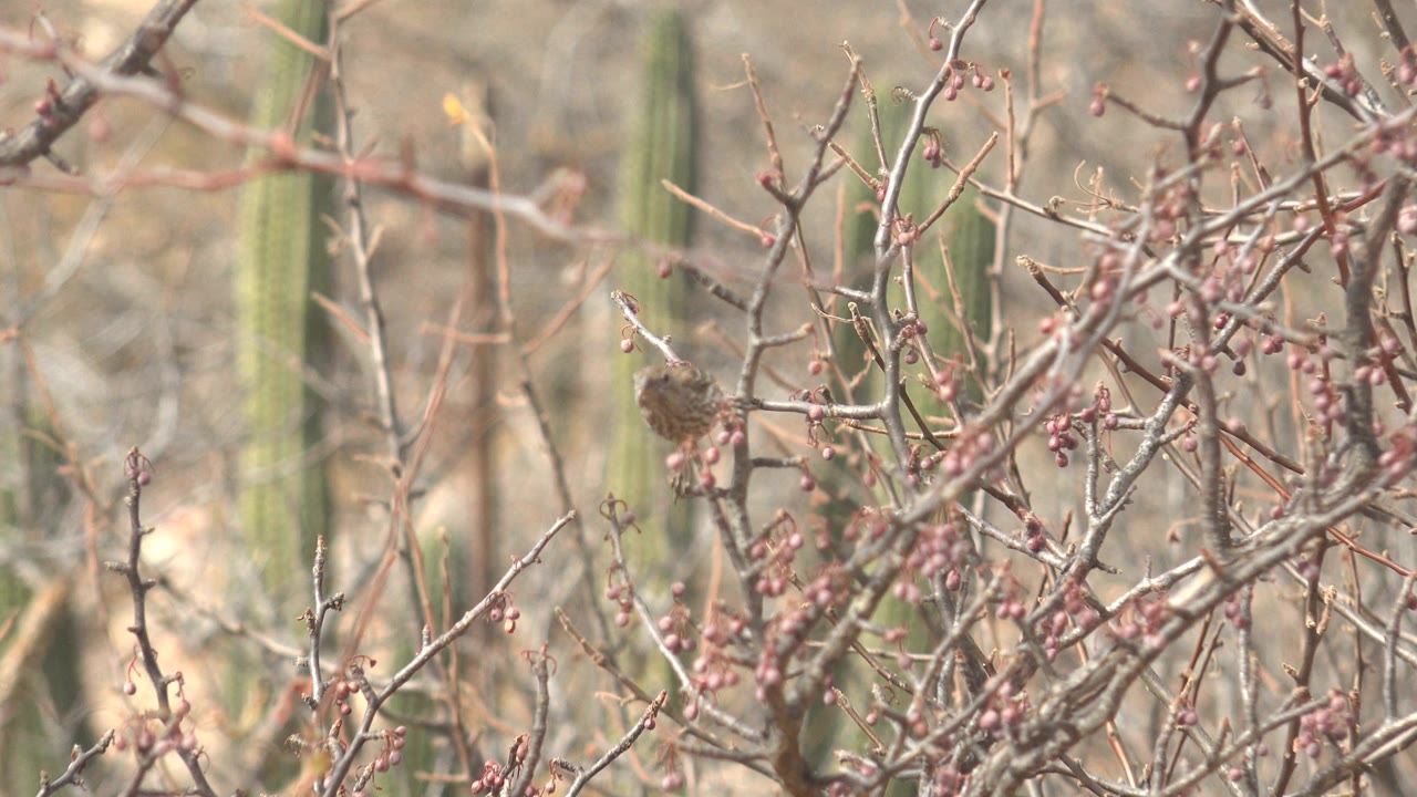 The small bird sits amid thin Cabo Pulmo desert branches, framed by clusters of red berries and vertical cactus shapes in the soft background, with no visible people.