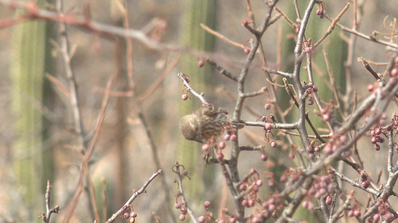 Small brown bird leaning into red berries on desert branches
