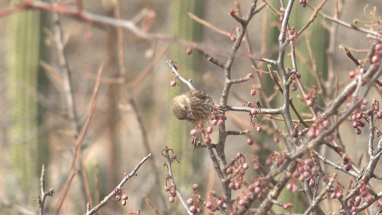 The small bird remains on a branch among red berry clusters in Cabo Pulmo, Baja California Sur, Mexico, partly screened by twigs with soft cactus shapes behind and no visible people.