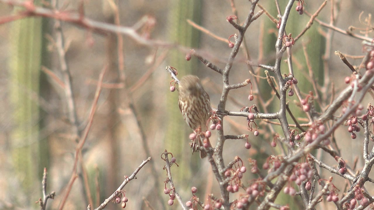 A small streaked bird sits upright on a twig beside red berries in Cabo Pulmo, Baja California Sur, Mexico, framed by tangled branches and blurred green cactus columns, with no visible people.