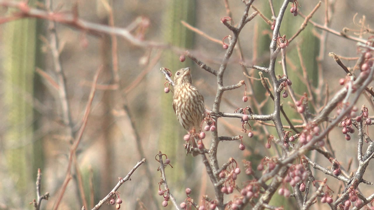 The small bird faces forward from a branch with red berries in Cabo Pulmo, Baja California Sur, Mexico, with pale desert scrub and cactus softly blurred behind it and no visible people.