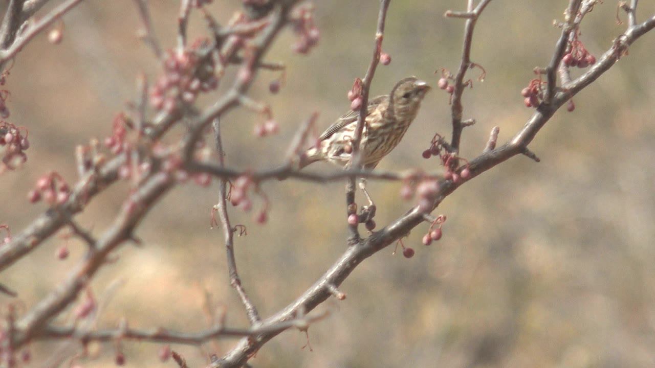 Small brown bird faces left on a thin berry-covered branch in Cabo Pulmo, Baja California Sur, with a blurred natural background and no visible people.