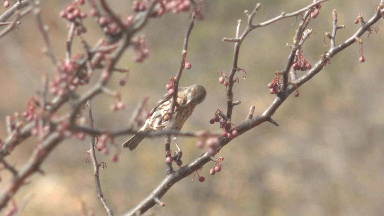 Small bird leans along a bare branch with clusters of red berries in Cabo Pulmo, with its head angled down and no visible people.