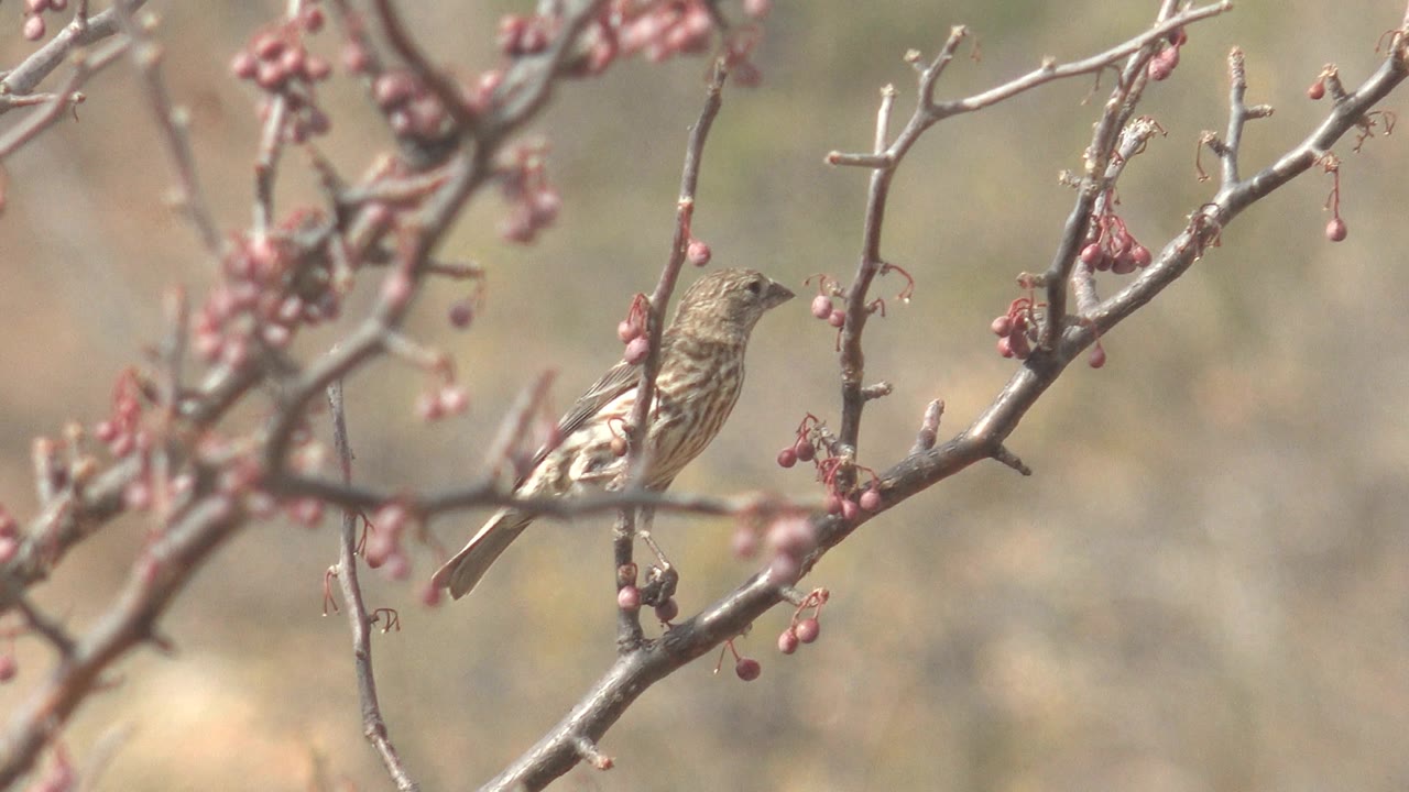 Brown streaked bird perches upright among red berry clusters in Cabo Pulmo, Baja California Sur, with foreground branches crossing the frame and no visible people.