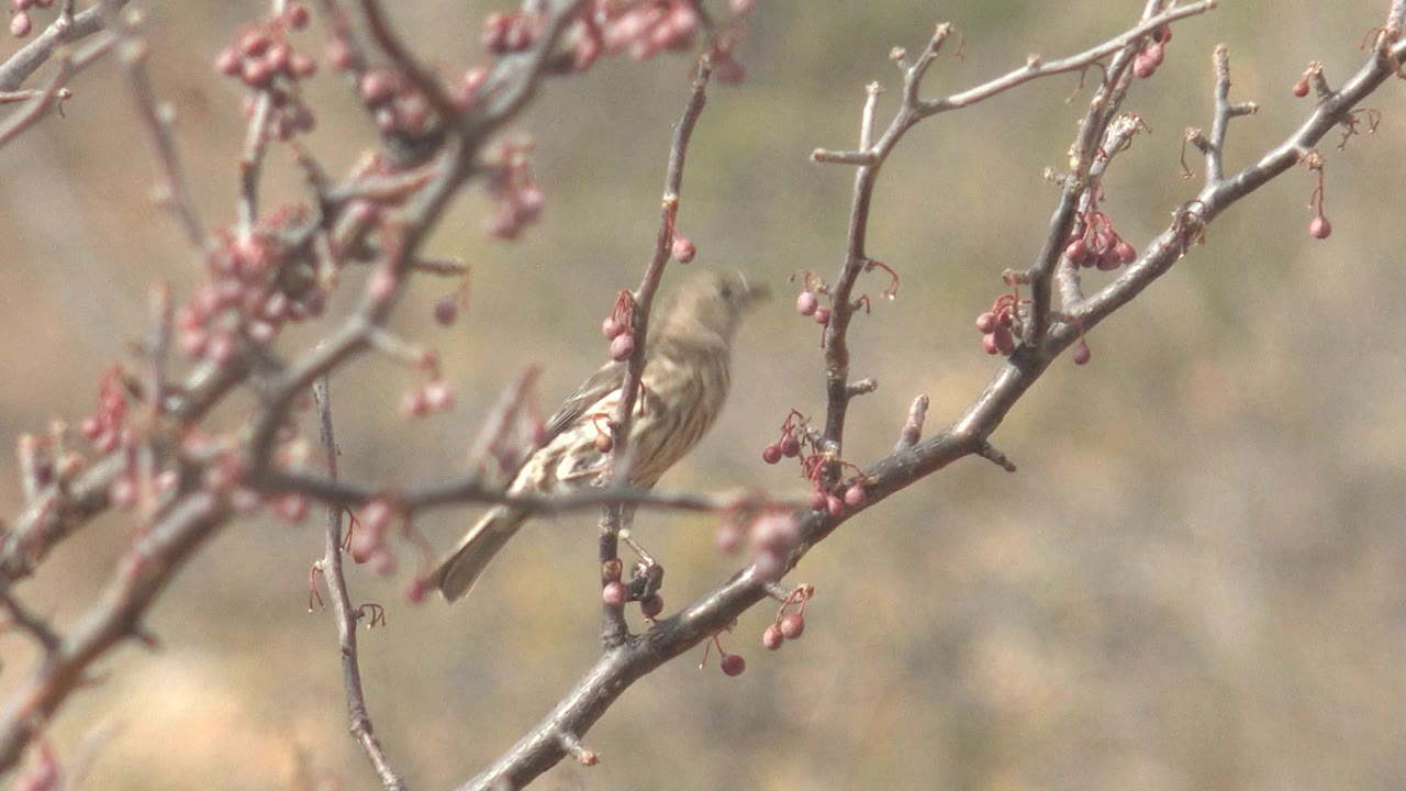 Small bird partly framed by branches with red berries.