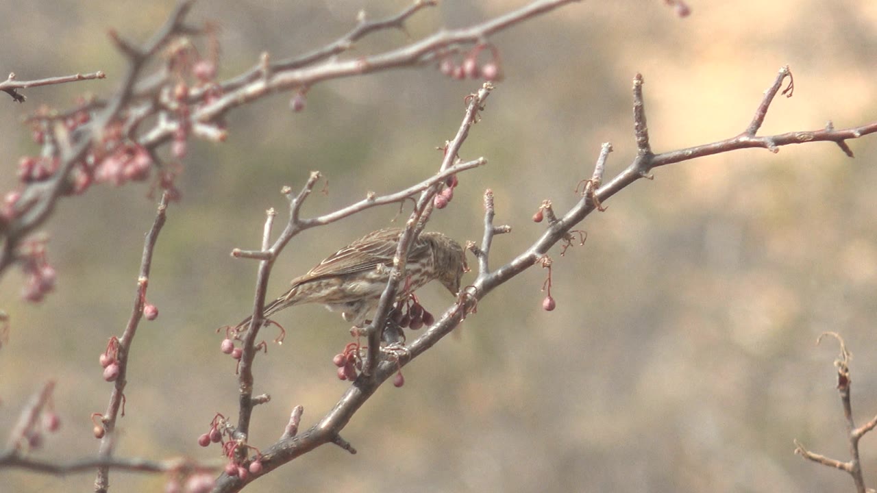 Small brown bird perched on a budding branch