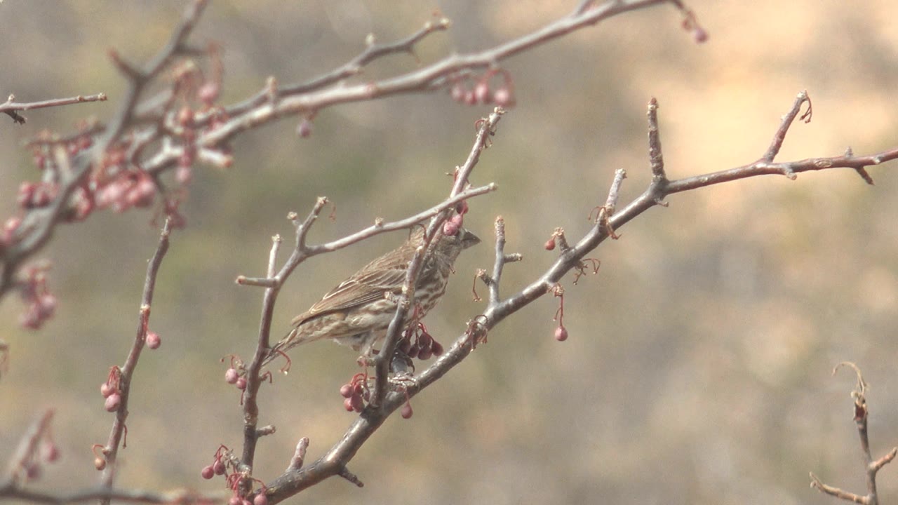 Small bird angles its head down toward clustered pink buds on a thin branch in Cabo Pulmo, with soft tan-green background blur and no visible people.