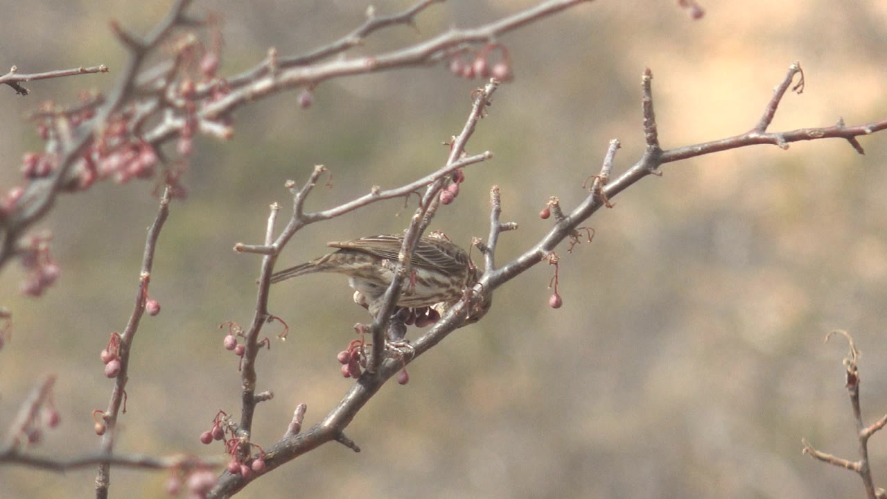 Small brown bird sits lower on the diagonal branch near several pink buds in Cabo Pulmo, Baja California Sur, with muted natural colors and no visible people.