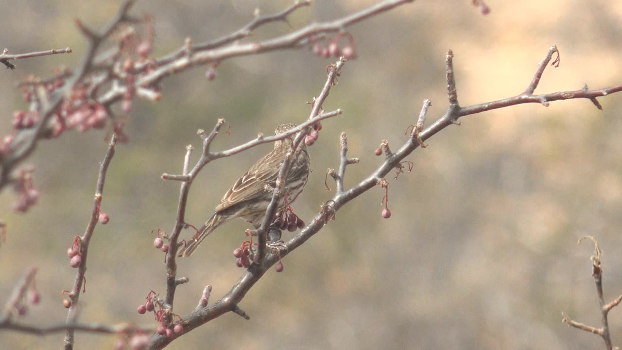 Small brown bird sits on a thin branch with red berries in Cabo Pulmo, Baja California Sur, Mexico, with a blurred natural background and no visible people.