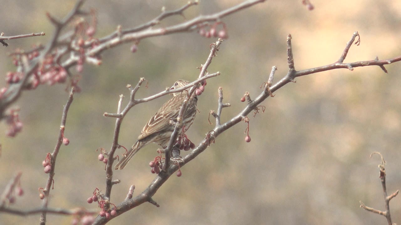 The bird angles its head down toward the berry cluster while perched on crossing twigs in Cabo Pulmo, with no visible people in frame.