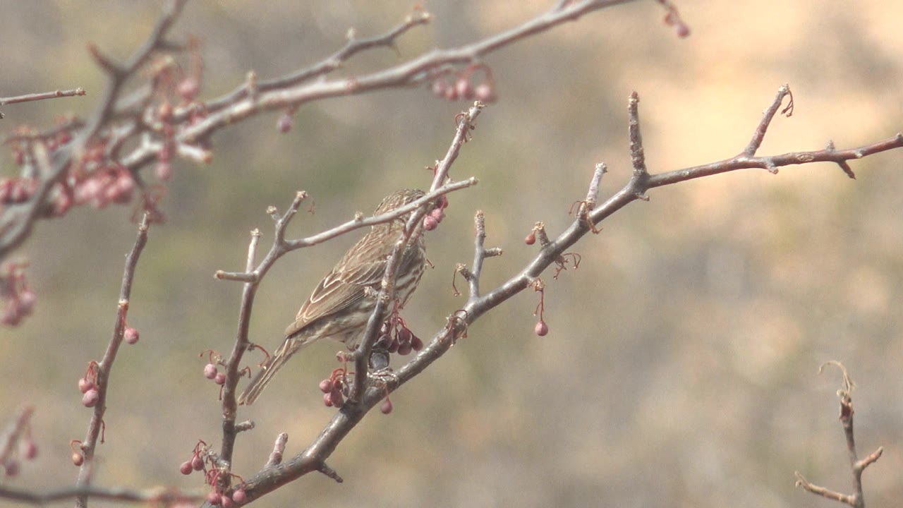 A small bird remains perched beside red berries on sparse gray branches in Cabo Pulmo, Baja California Sur, Mexico, with the background heavily out of focus and no visible people.
