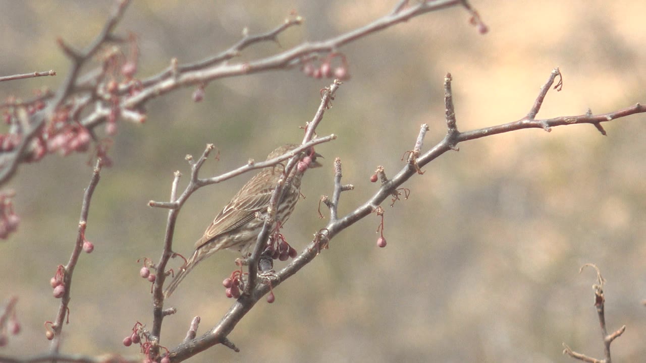 Small bird lower on the branch near berries.