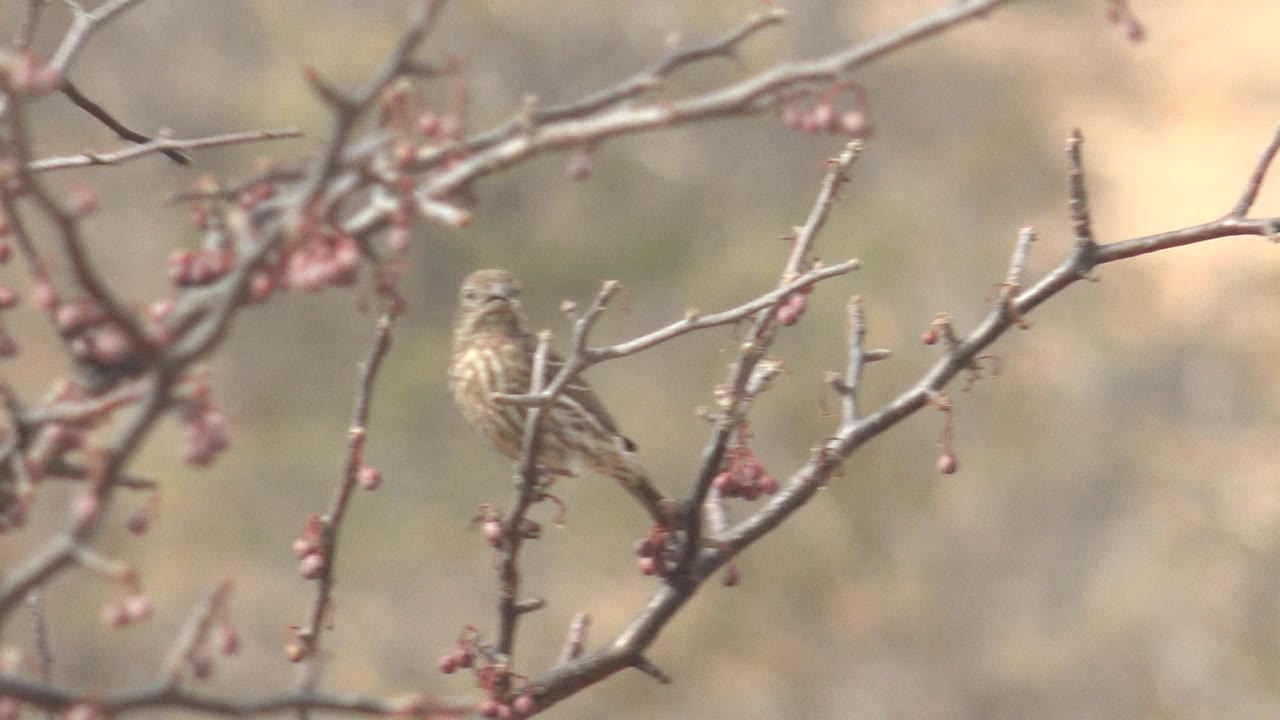 Small brown bird perched on budding branches